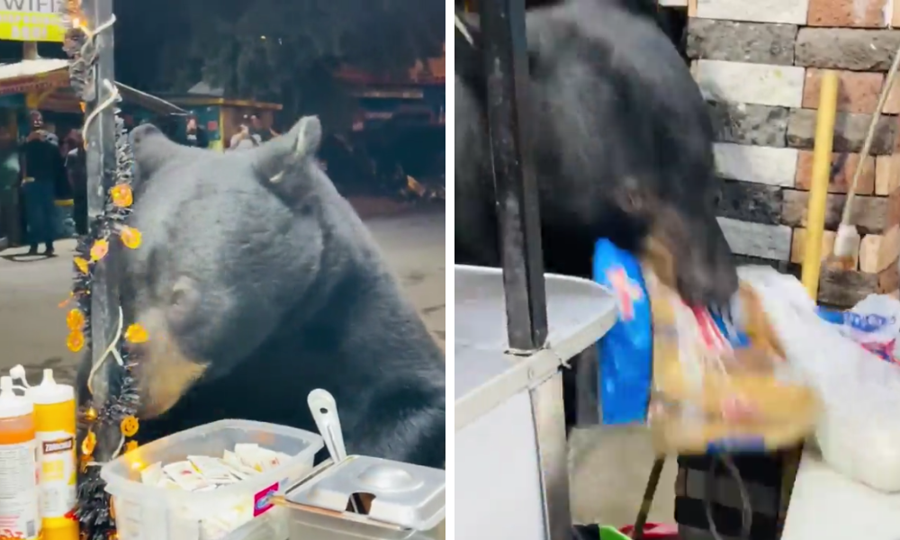 Oso negro busca alimento en un puesto de hot dogs en Santiago, Nuevo León