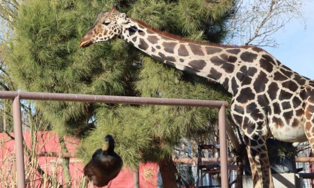 Africam Safari se prepara para recibir a Benito, la jirafa rescatada