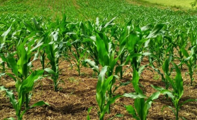 Gobierno y productores de maíz acuerdan nuevo sistema para fortalecer precios básicos