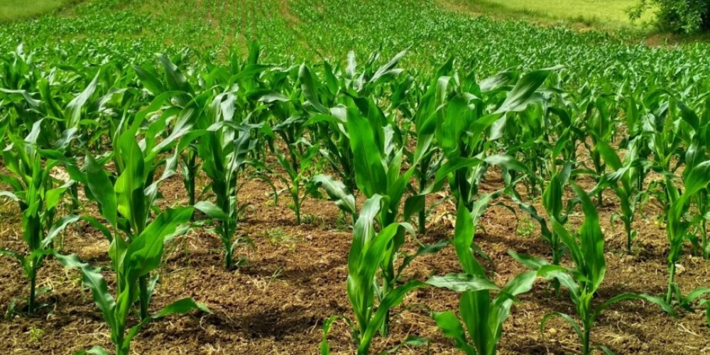 Gobierno y productores de maíz acuerdan nuevo sistema para fortalecer precios básicos